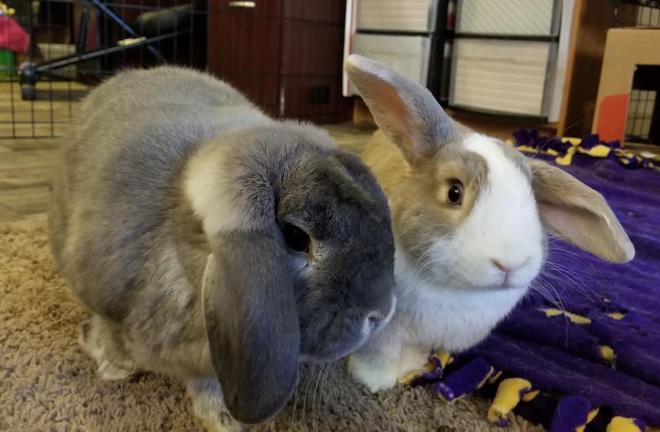 Dassy Rabbit Gallery – The Bushy Tail