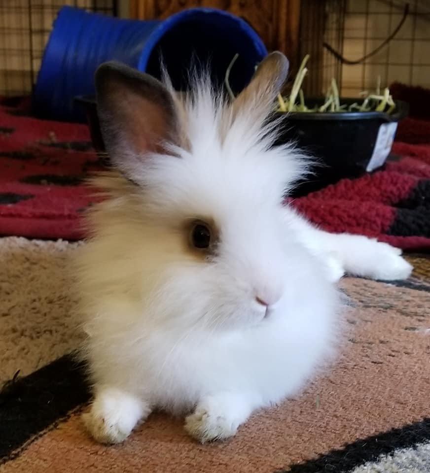 Tusked Rabbit Gallery – The Bushy Tail