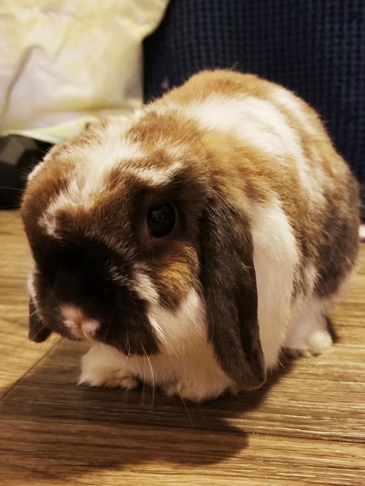 Tusked Rabbit Gallery – The Bushy Tail